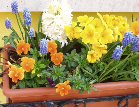 Jardinière au printemps - gite en alsace